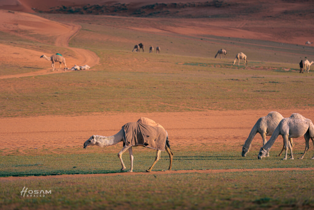سبحان من أتقن